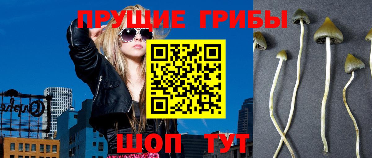 Псилоцибиновые грибы Psilocybe Волжск